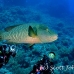 wrasse_napoleon_bro_b_h_0124_egy0222.jpg