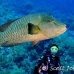 wrasse_napoleon_bro_b_h_0125_egy0223.jpg