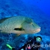 wrasse_napoleon_bro_b_h_0128_egy0226.jpg