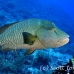 wrasse_napoleon_bro_b_h_0129_egy0227.jpg