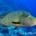 wrasse_napoleon_bro_b_h_0131_egy0229.jpg