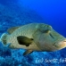 wrasse_napoleon_bro_b_h_0137_egy0230.jpg