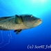 wrasse_napoleon_bro_b_h_0149_egy0242.jpg