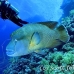 wrasse_napoleon_bro_b_h_0153_egy0247.jpg