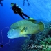 wrasse_napoleon_bro_b_h_0154_egy0248.jpg