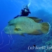 wrasse_napoleon_bro_b_h_0156_egy0250.jpg