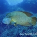 wrasse_napoleon_bro_b_h_0159_egy0253.jpg