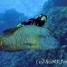 wrasse_napoleon_bro_b_h_0160_egy0254.jpg