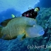 wrasse_napoleon_bro_b_h_0161_egy0255.jpg