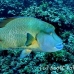 wrasse_napoleon_bro_b_h_0165_egy0259.jpg